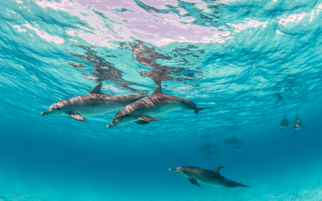 Swim With Dolphins